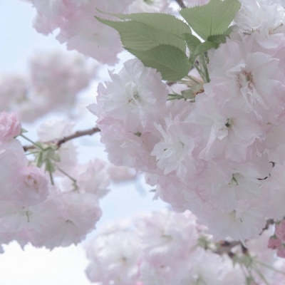 Furry插画手绘教程福瑞交流群